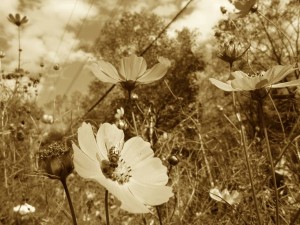 sepia