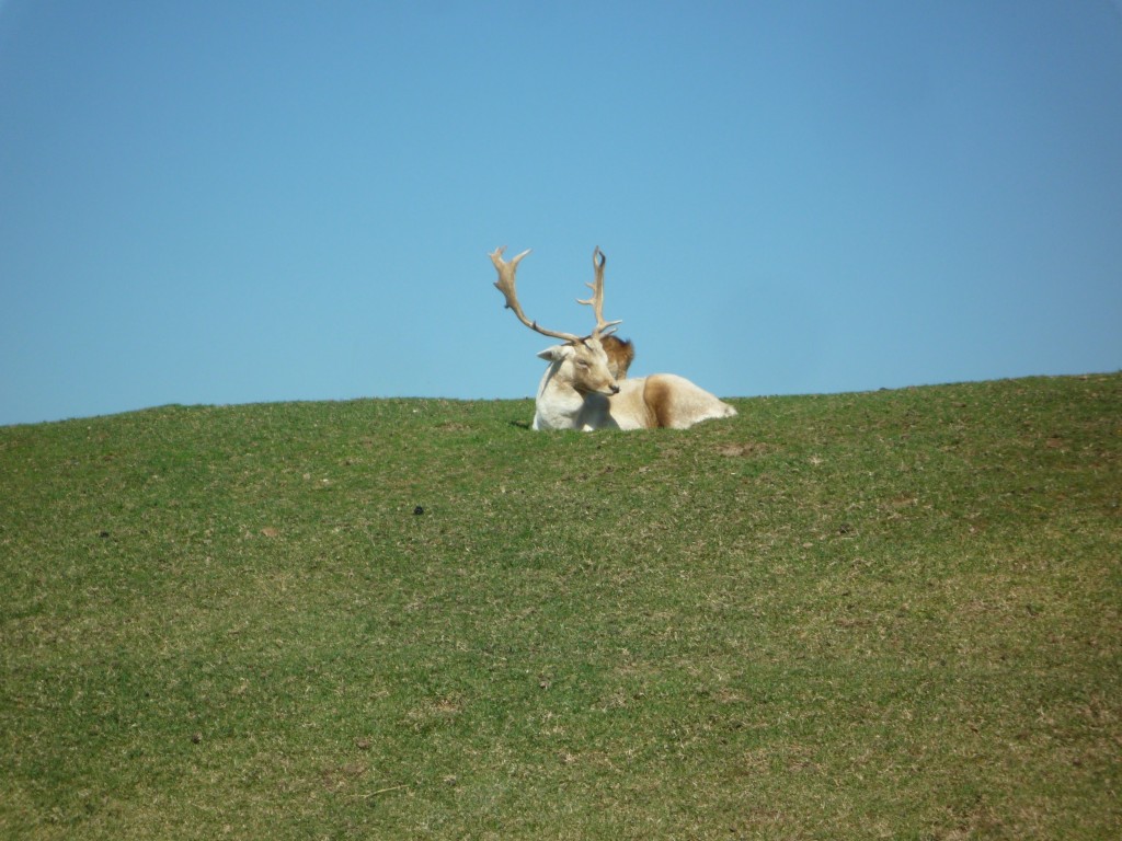 animal_2